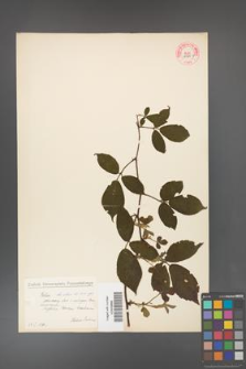 Rubus hirtus [KOR 10789b]