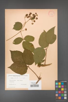 Rubus hirtus [KOR 10772]