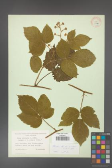 Rubus hirtus [KOR 10670]