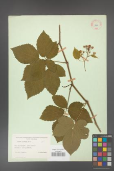 Rubus hirtus [KOR 10794]