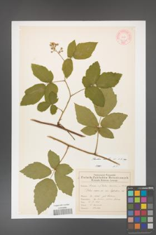 Rubus hirtus [KOR 46533]