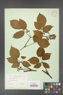 Rubus hirtus [KOR 10669]