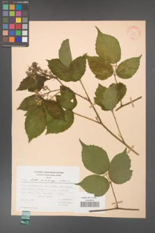 Rubus hirtus [KOR 31348]