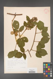 Rubus hirtus [KOR 31359]