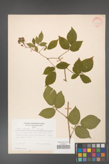Rubus hirtus [KOR 31282]