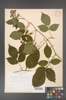 Rubus hirtus [KOR 31283]