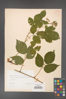 Rubus hirtus [KOR 31232]