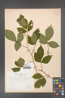 Rubus hirtus [KOR 27974]