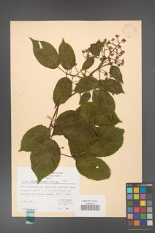 Rubus hirtus [KOR 31118a]