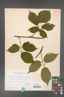 Rubus hirtus [KOR 31364]