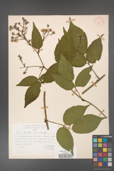Rubus hirtus [KOR 31255]
