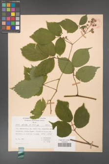 Rubus hirtus [KOR 31336]