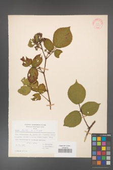 Rubus hirtus [KOR 31281]