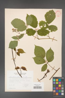 Rubus hirtus [KOR 31351]