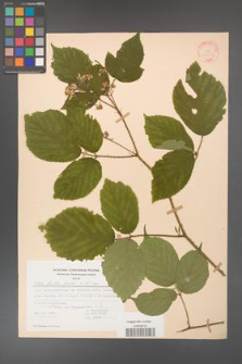 Rubus hirtus [KOR 31352]