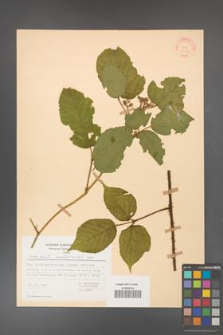 Rubus hirtus [KOR 31326]