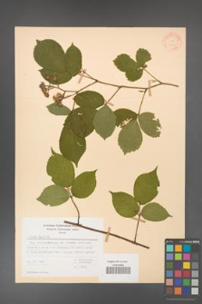 Rubus hirtus [KOR 31310]