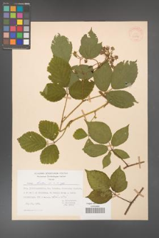 Rubus hirtus [KOR 31237]