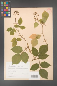 Rubus hirtus [KOR 31331]