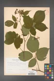Rubus hirtus [KOR 31332]