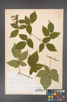 Rubus hirtus [KOR 31205]