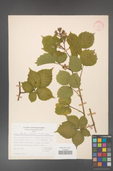 Rubus hirtus [KOR 31323]