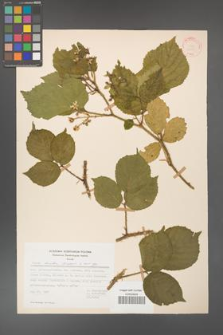 Rubus hirtus [KOR 31355]