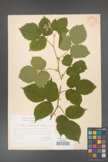 Rubus hirtus [KOR 31299]