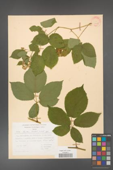 Rubus hirtus [KOR 31218]