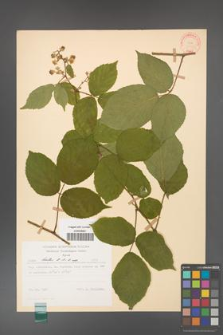 Rubus hirtus [KOR 31339]