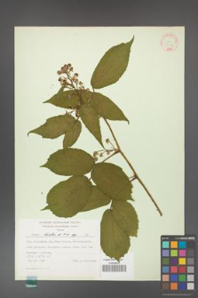 Rubus hirtus [KOR 31344]