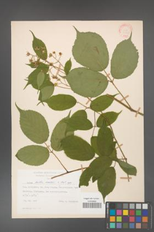 Rubus hirtus [KOR 31329]