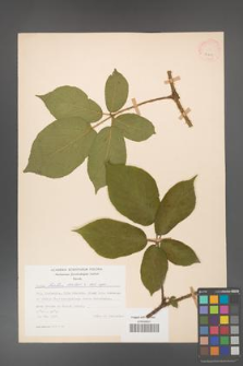 Rubus hirtus [KOR 31211]