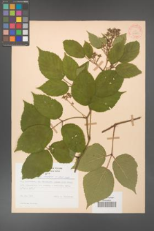 Rubus hirtus [KOR 31263]