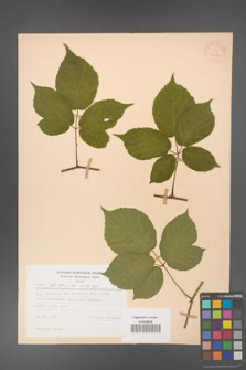 Rubus hirtus [KOR 31240]