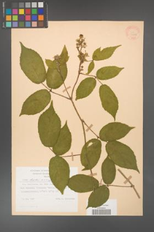 Rubus hirtus [KOR 31226]