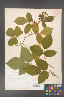 Rubus hirtus [KOR 31227]