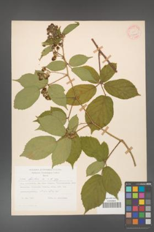 Rubus hirtus [KOR 31228]