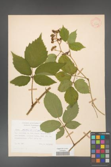 Rubus hirtus [KOR 31229]