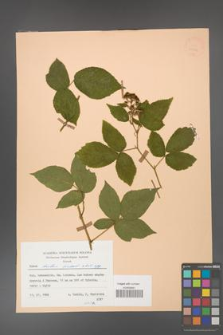 Rubus hirtus [KOR 25719]