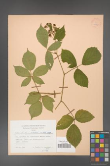 Rubus hirtus [KOR 25575]