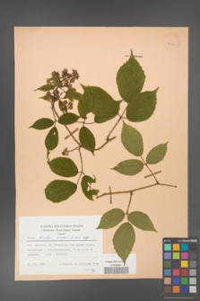 Rubus hirtus [KOR 25581]