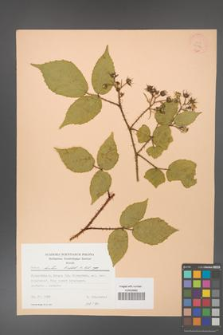 Rubus hirtus [KOR 22774]