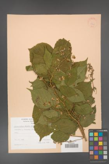 Rubus hirtus [KOR 22961]
