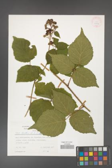 Rubus hirtus [KOR 24967]