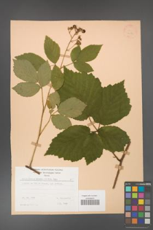 Rubus hirtus [KOR 22971]
