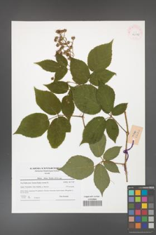 Rubus hirtus [KOR 42071]