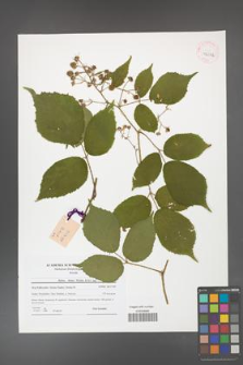 Rubus hirtus [KOR 42072]