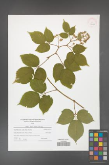 Rubus hirtus [KOR 42085]