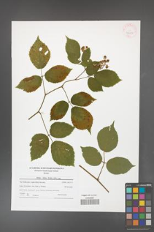 Rubus hirtus [KOR 42082]